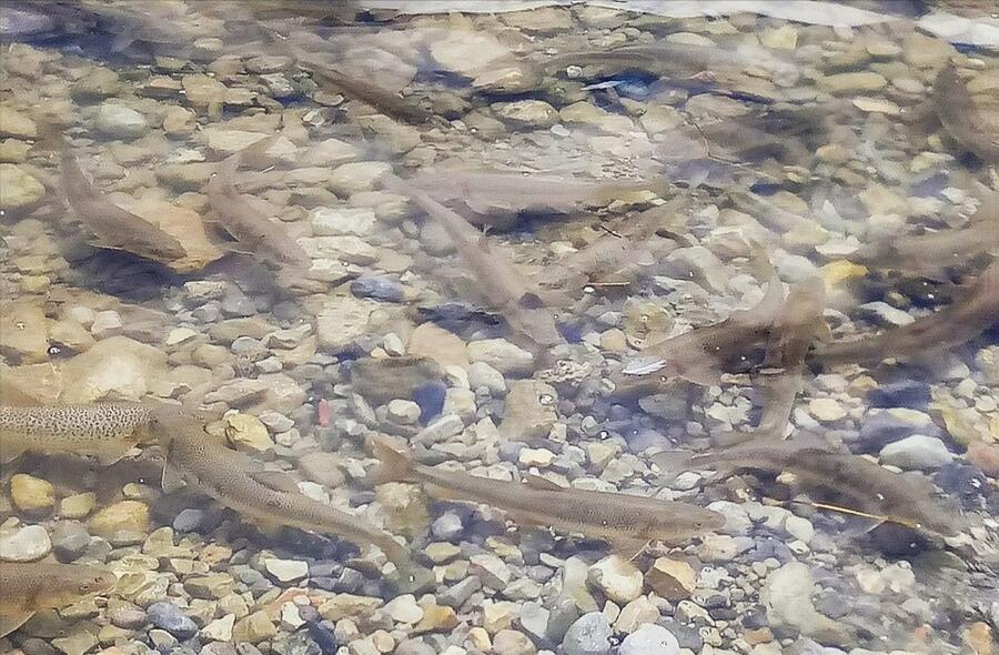 纳木错的“不动产”:年产3000吨鱼,青海湖成“前车之鉴”?