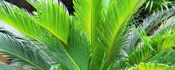 刚掰下来的铁树无根怎么种,铁树上掰下来的种球怎么生根