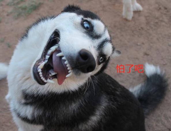 拆二代该有的样子,拆二代二哈