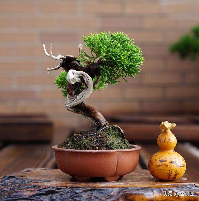 家里培植的盆景怎么养活,家里的松树盆景怎么养