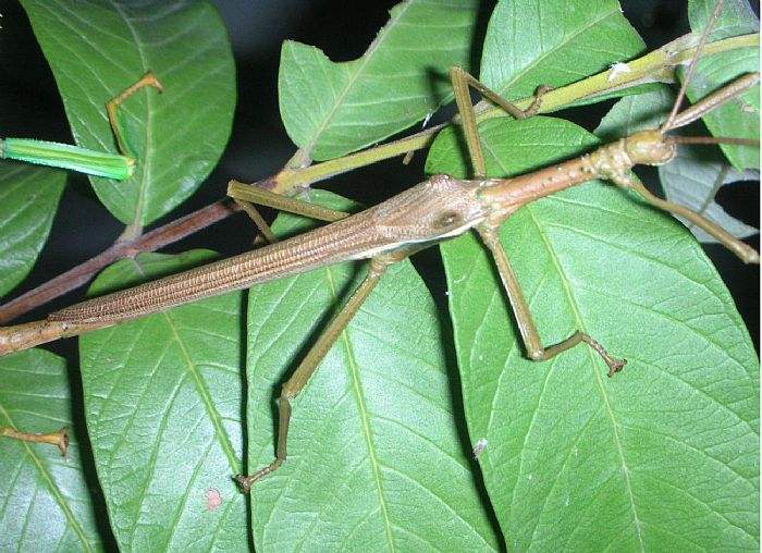 昆虫竹节虫,昆虫界隐藏大师竹节虫