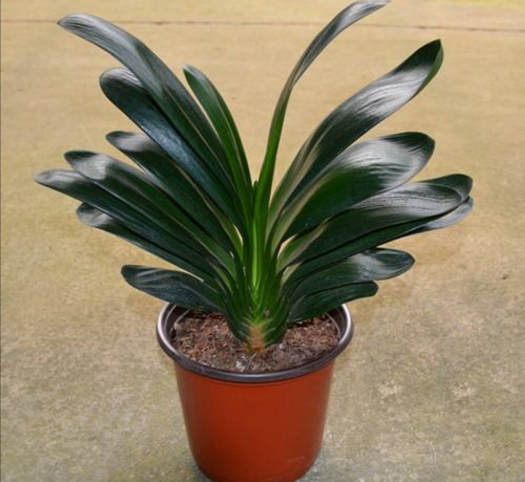 刚买君子兰换盆方法,刚买的君子兰换盆的正确方法