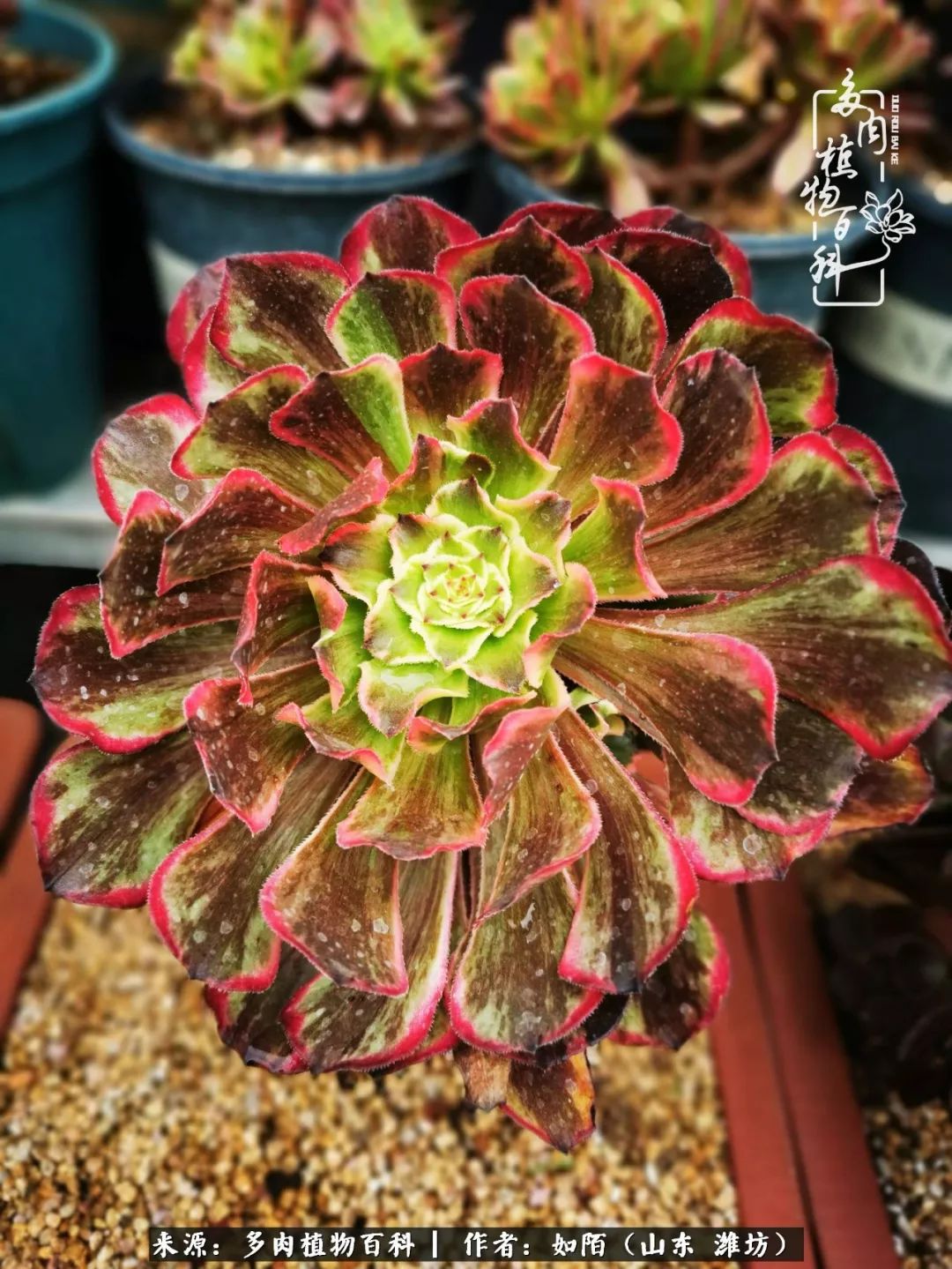 凤凰涅槃,浴火重生!多肉法师圣斗士们的秋天!(附养护经验)