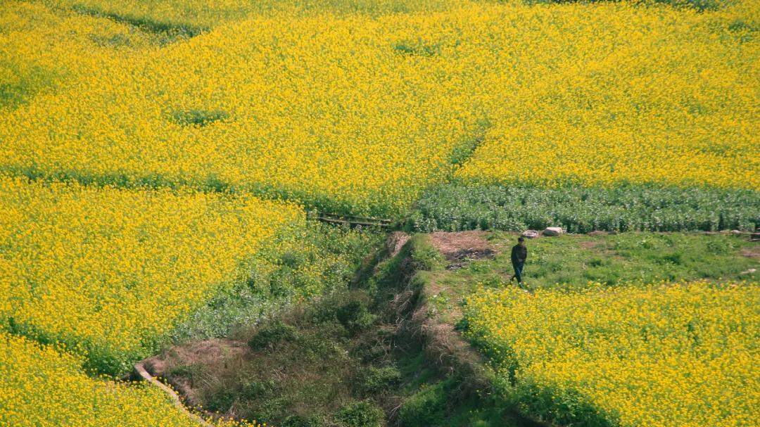 菜吧生意好做吗,菜吧民宿是真的吗