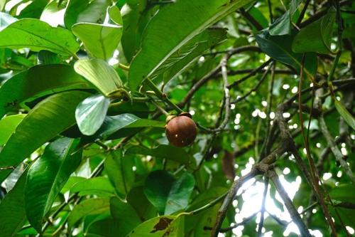 适合冬天强碱性水果有哪些,夏天五种碱性水果