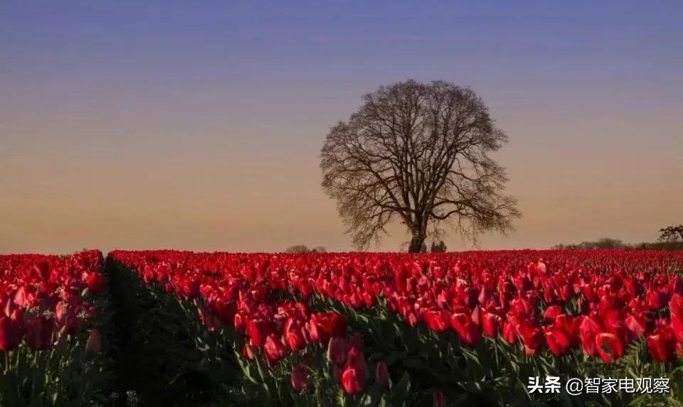 缺少质量担当的SKG,还能收割美容小家电的韭菜？