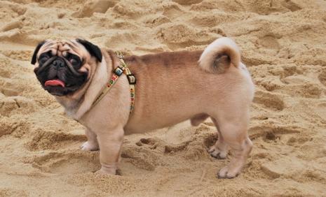 孩子对狗毛过敏还能继续养狗吗,狗毛过敏适合养什么狗