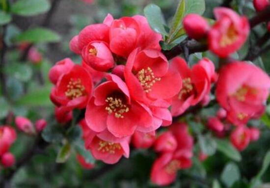海棠花怎么养殖最好,海棠花怎么养和栽培