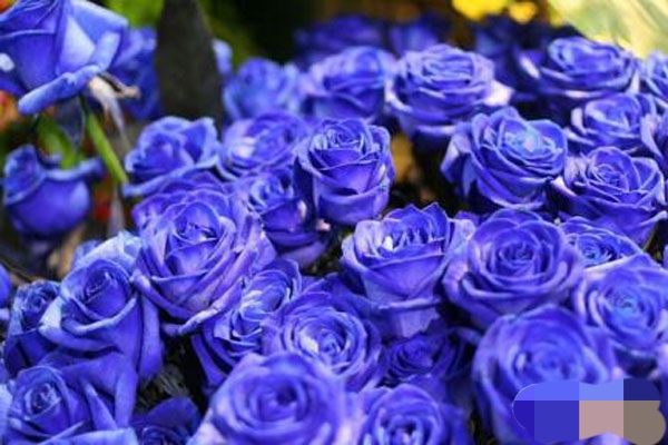 花店创业项目怎么做,推荐的花店创业项目有哪些