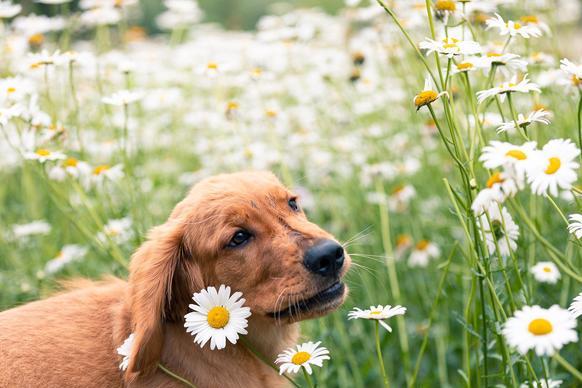 金毛换狗粮没有旧狗粮怎么办,金毛换环境不拉屎怎么办