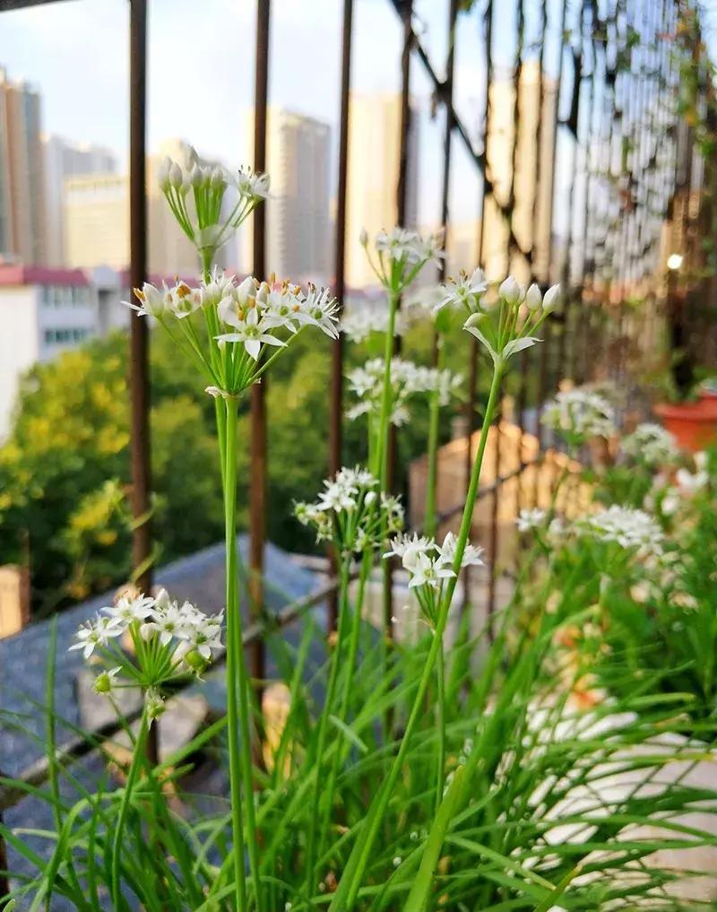 小众且美味的蔬菜,惊艳爽口的蔬菜