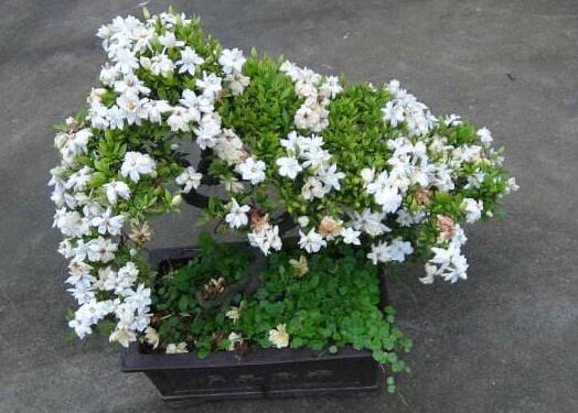 栀子花树怎么养才能开花更旺盛,养栀子花的技巧与方法