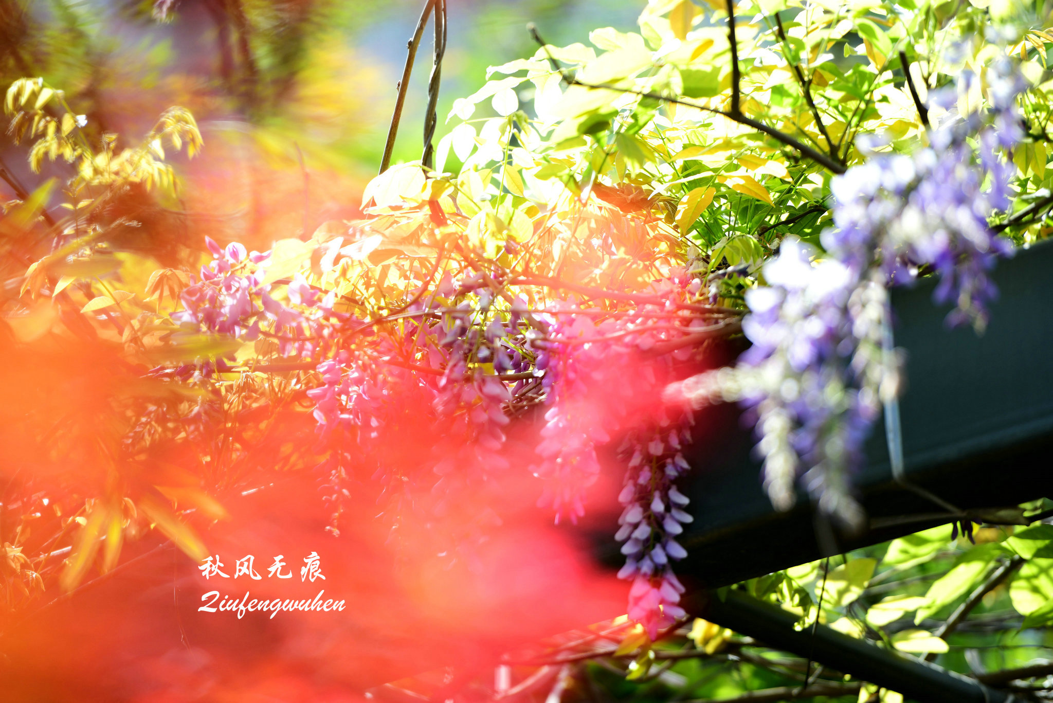 四月的春风西安,四月春风里的樱花