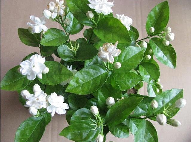 教你如何养好茉莉盆景,怎样养好茉莉室内