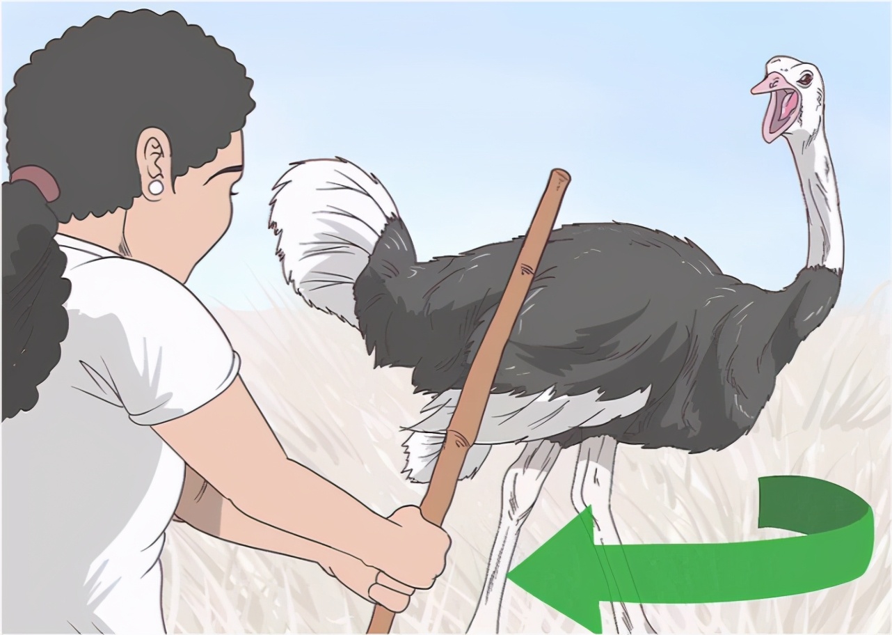 鸵鸟遇到强敌怎么办,如何帮鸵鸟逃避危险