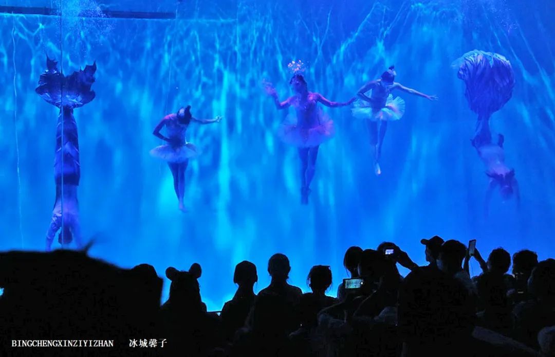 走进哈尔滨完整视频,走进哈尔滨海洋馆