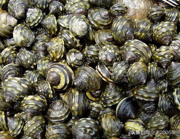 大连海鲜吃货,大连海鲜的种类