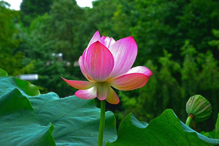 涔愯嚦鑽疯姳鎽勫奖浣滃搧娆ｈ祻,涔愯嚦鍗拌薄鎽勫奖