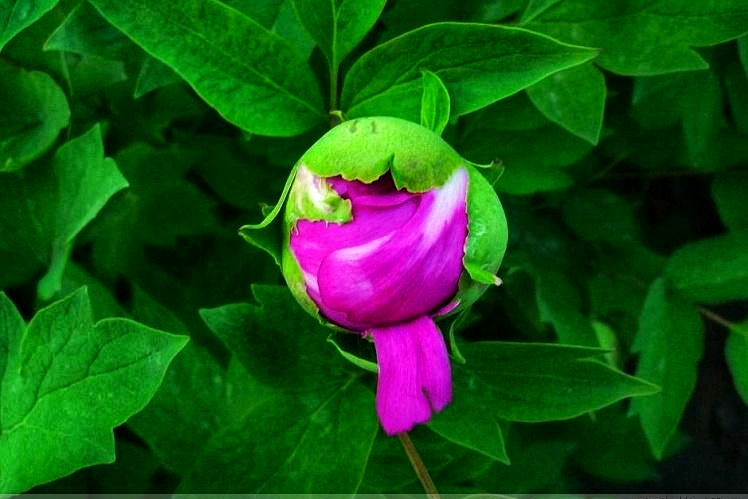 荷兰的郁金香为什么被称为国花,郁金香在荷兰有多高贵