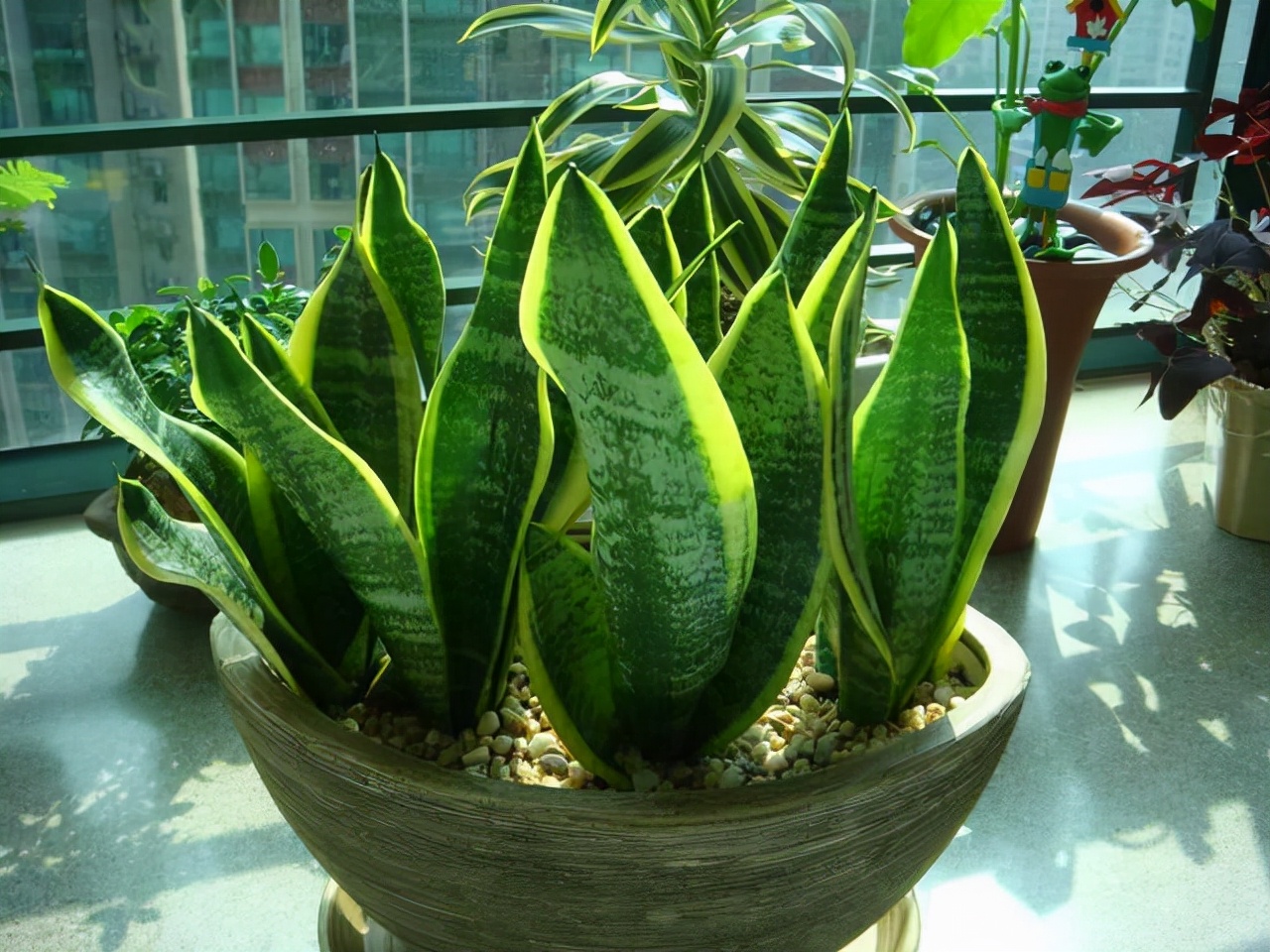 想要养好花就得配好土,想要养好每一束花