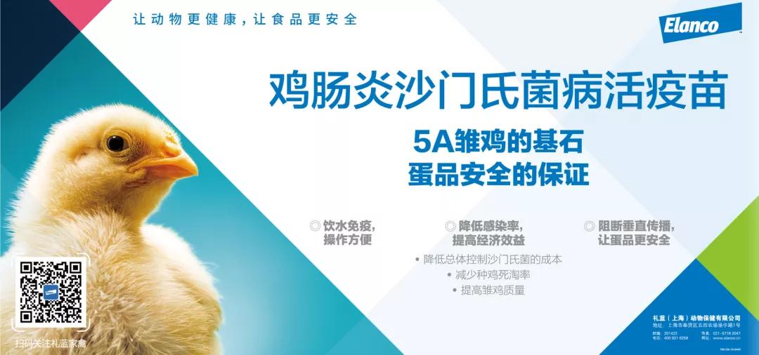 雏鸡跛脚是什么原因,雏鸡勾脖子蹲腿是什么病