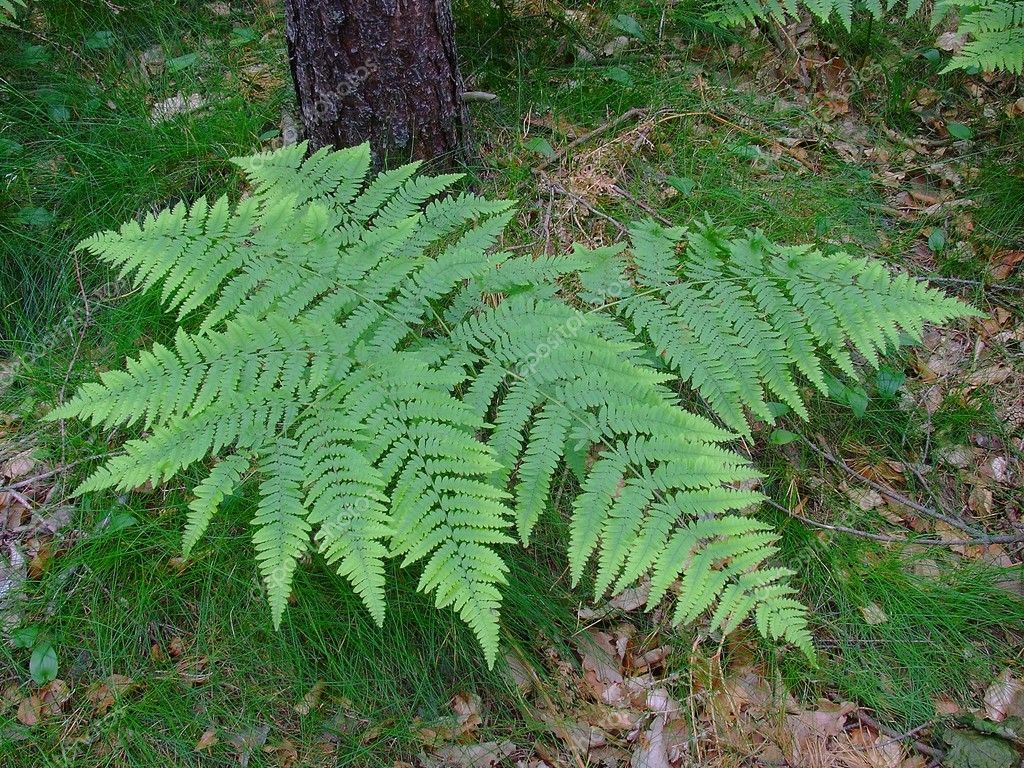 1月至12月生日花的花语,什么花语是祝福生日快乐的花