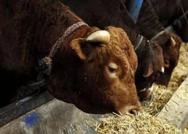 喂牛食盐的正确方法,牛喂食盐过量有什么危害