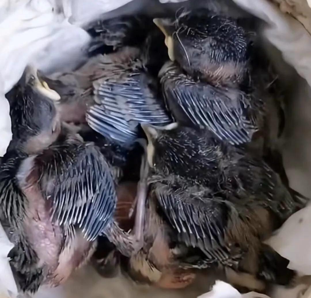 红子雏鸟怎么知道排上音了,红子雏鸟怎么养