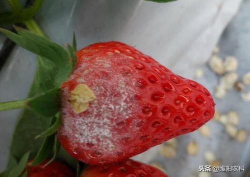 白粉病的药对炭疽病有效果吗,炭疽病叶斑病叶枯病用什么药