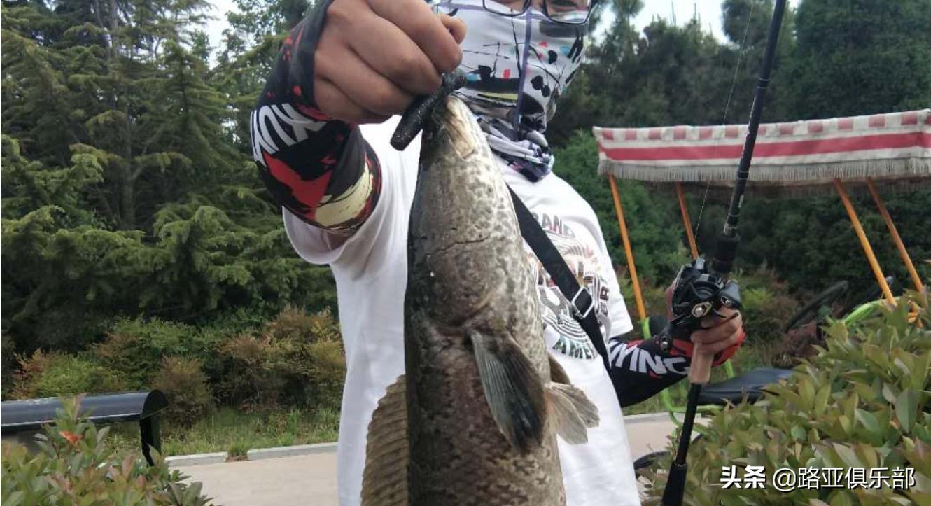 路亚黑鱼必须用雷强竿吗,路亚黑鱼有必要买雷蛙吗
