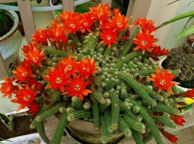 仙人球名贵品种图片大全,仙人球奇形怪状