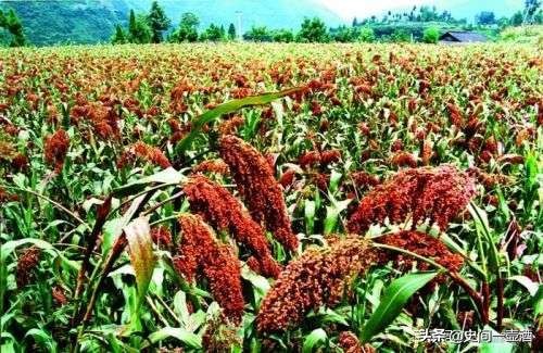 高密三贤莫言,山东民间年画100幅