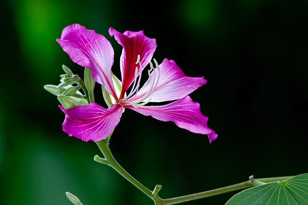 100种常见观叶植物图鉴史上最全,农村常见的100种植物
