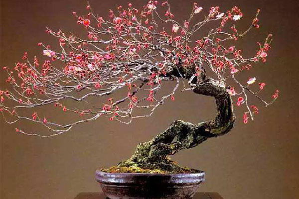 梅花有哪些病虫害,梅花病害及治疗方法