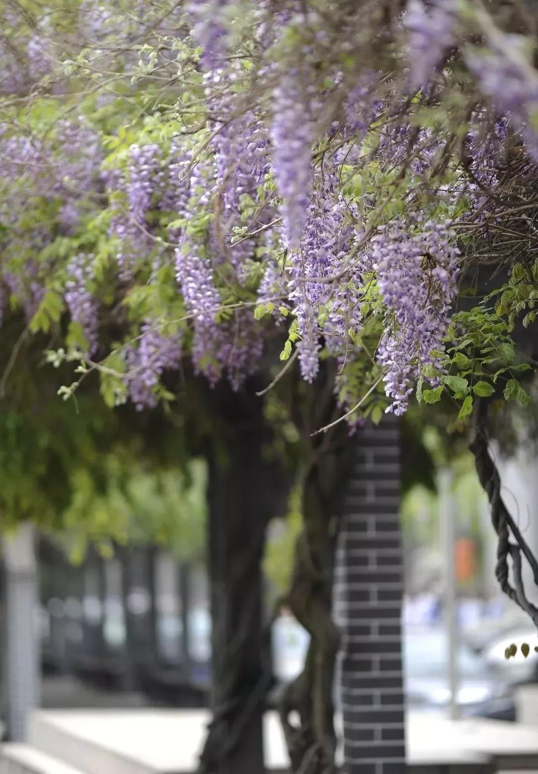 宁海中学,130岁了