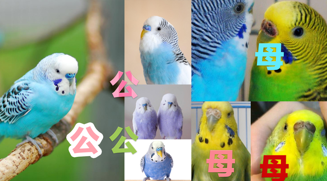 虎皮鹦鹉幼鸟分辨公母,如何区分幼鸟虎皮鹦鹉公母