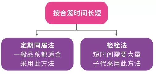 怎么样能分清鼠的性别,怎么判断三线母鼠怀孕了
