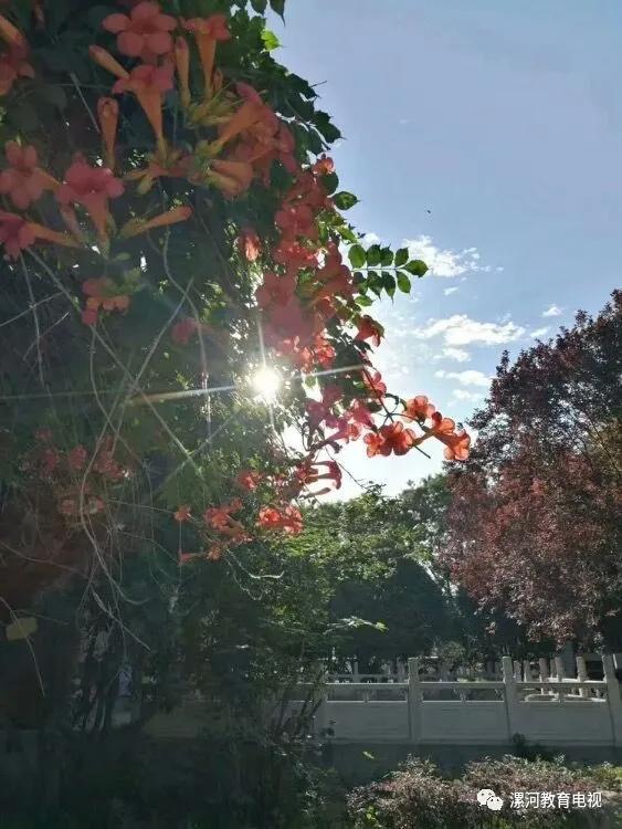 鲲鹏展翅自兹始，鹰击长空助梦飞——奋进中的漯河二中