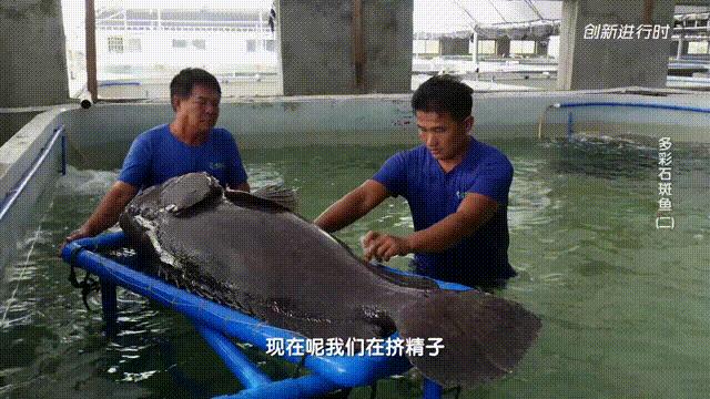 一条石斑鱼,一条石斑鱼一碗白饭