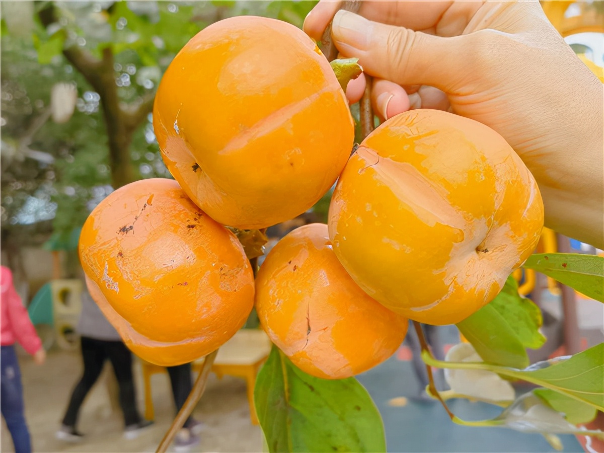 合肥市宿州路幼儿园：十月丰收秋味浓，香甜脆柿采摘忙