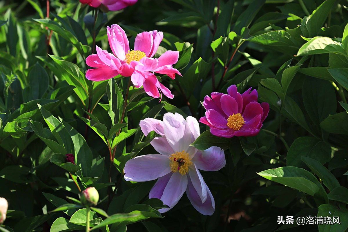 大院绿化的回忆——顺便看看院里的芍药定个究竟有多少种？