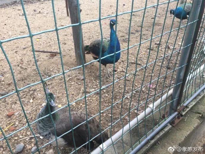 「云聚孝感十抓十促」精彩继续，魅力无边！这样的云梦、应城你们见过吗？