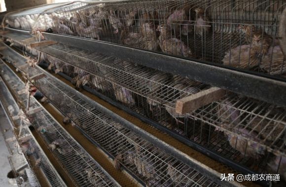 鹌鹑养殖技巧和注意事项,鹌鹑养殖方法视频