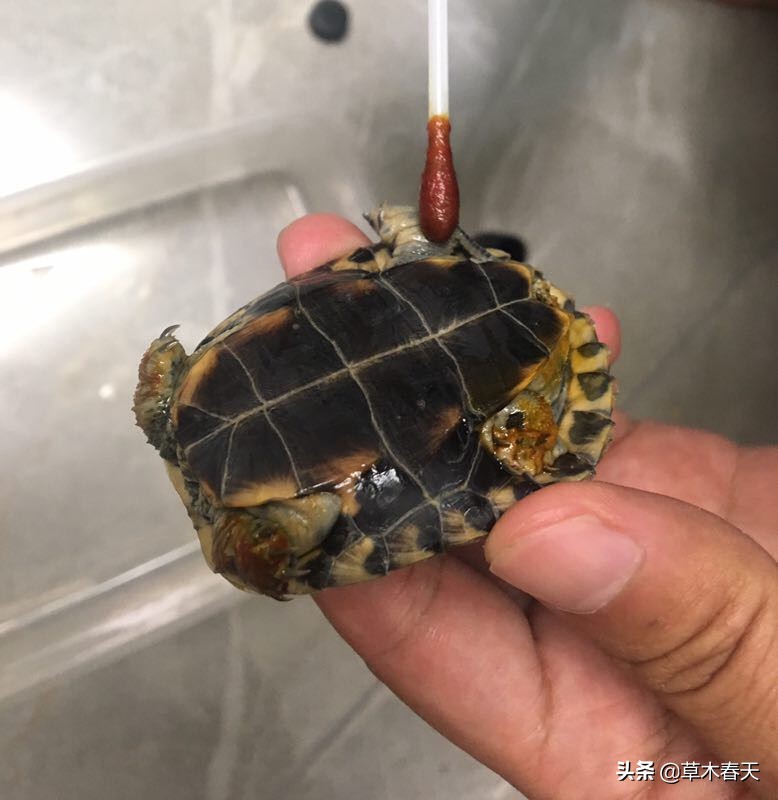 怎么治理乌龟腐皮,如何治乌龟腐皮不花钱