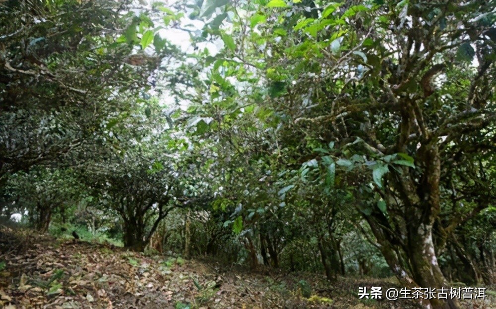 六大茶山倚邦普洱生茶,倚邦普洱茶的特点