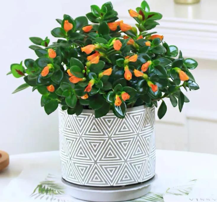 金鱼吊兰冬天怎么养最好,金鱼吊兰的冬季室内养护方法