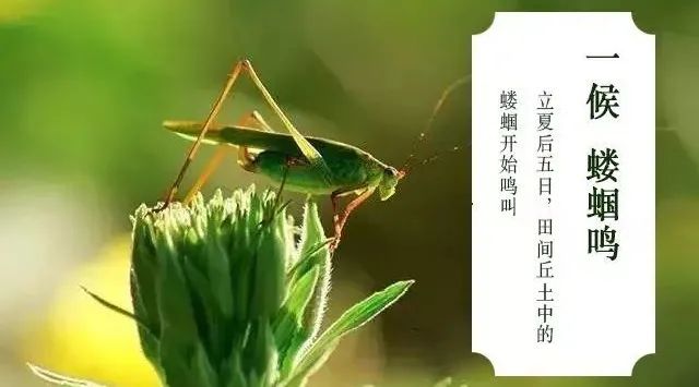 今日立夏节气解释及具体时间,关于立夏的简短节气介绍