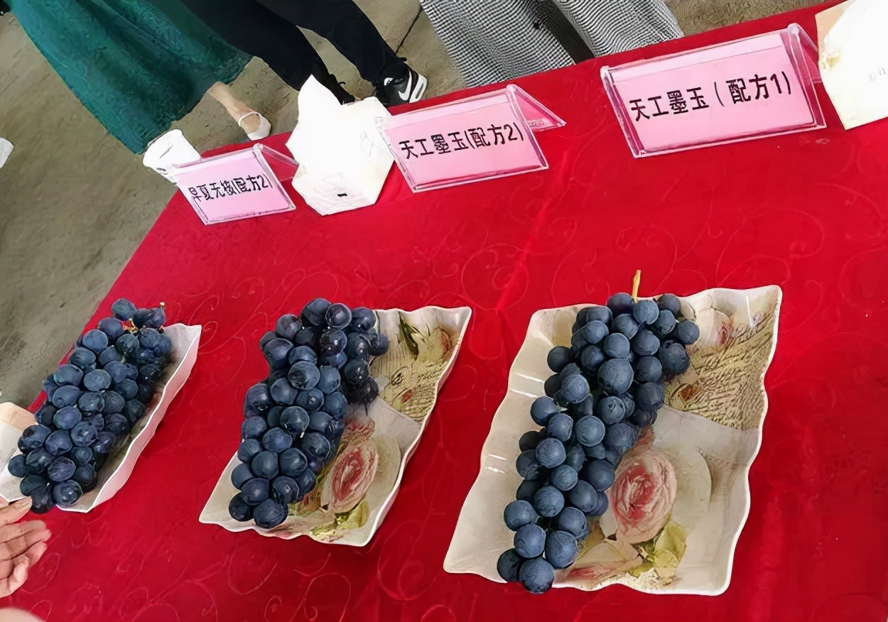 最新的早熟葡萄品种,比较好的早熟葡萄品种