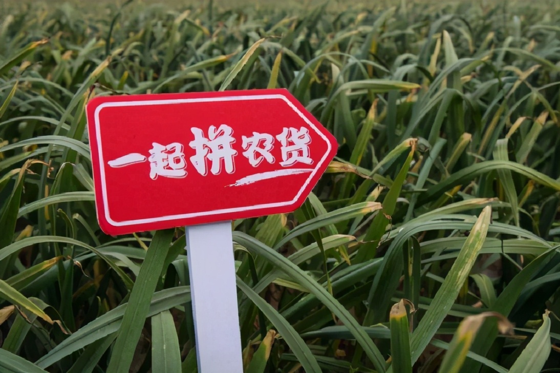 拼多多董事长陈磊近期动态,拼多多董事长陈磊个人资料简介