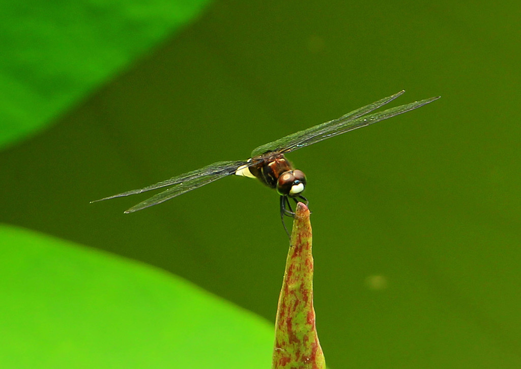杨万里描写荷花的一首诗,关于杨万里写的荷花诗